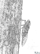 cicada ပုံနှိပ်နိုင်သော ရောင်စုံစာမျက်နှာများ